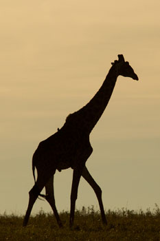 giraffe